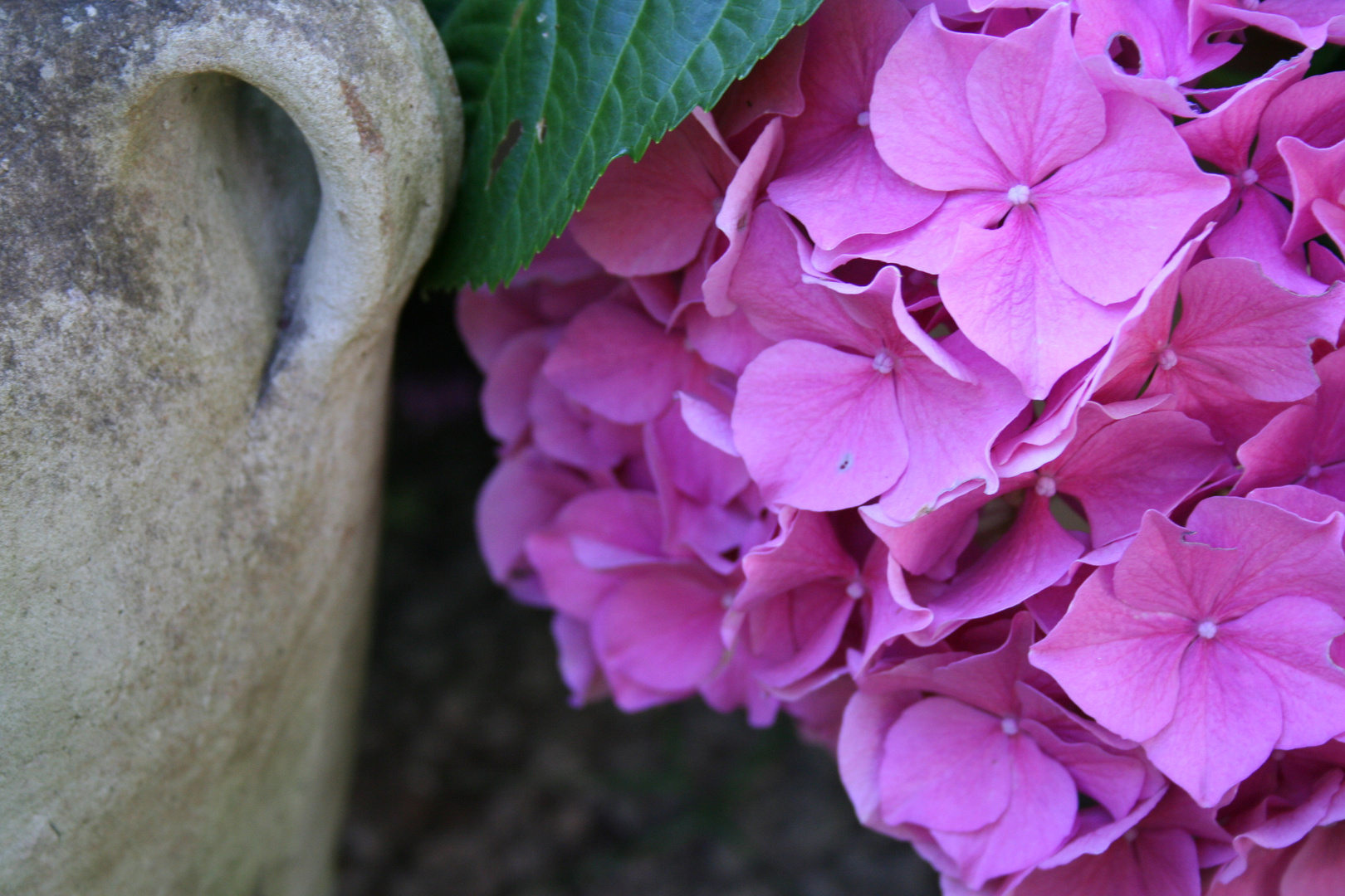 Hortensie