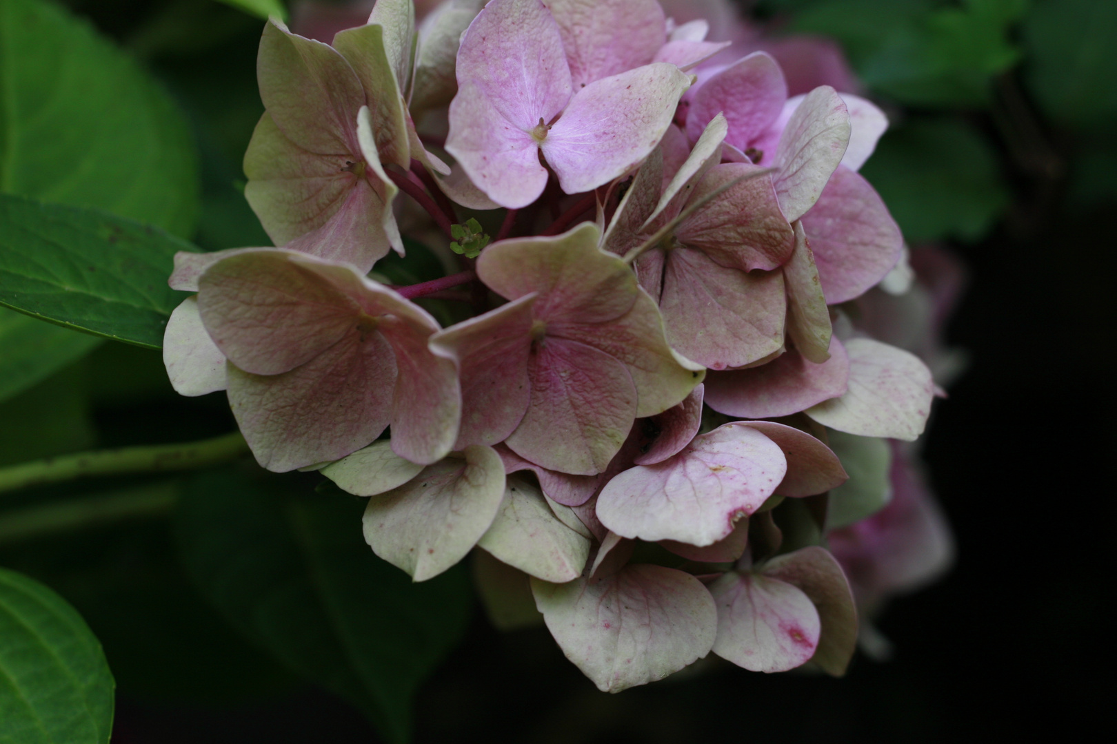 Hortensie