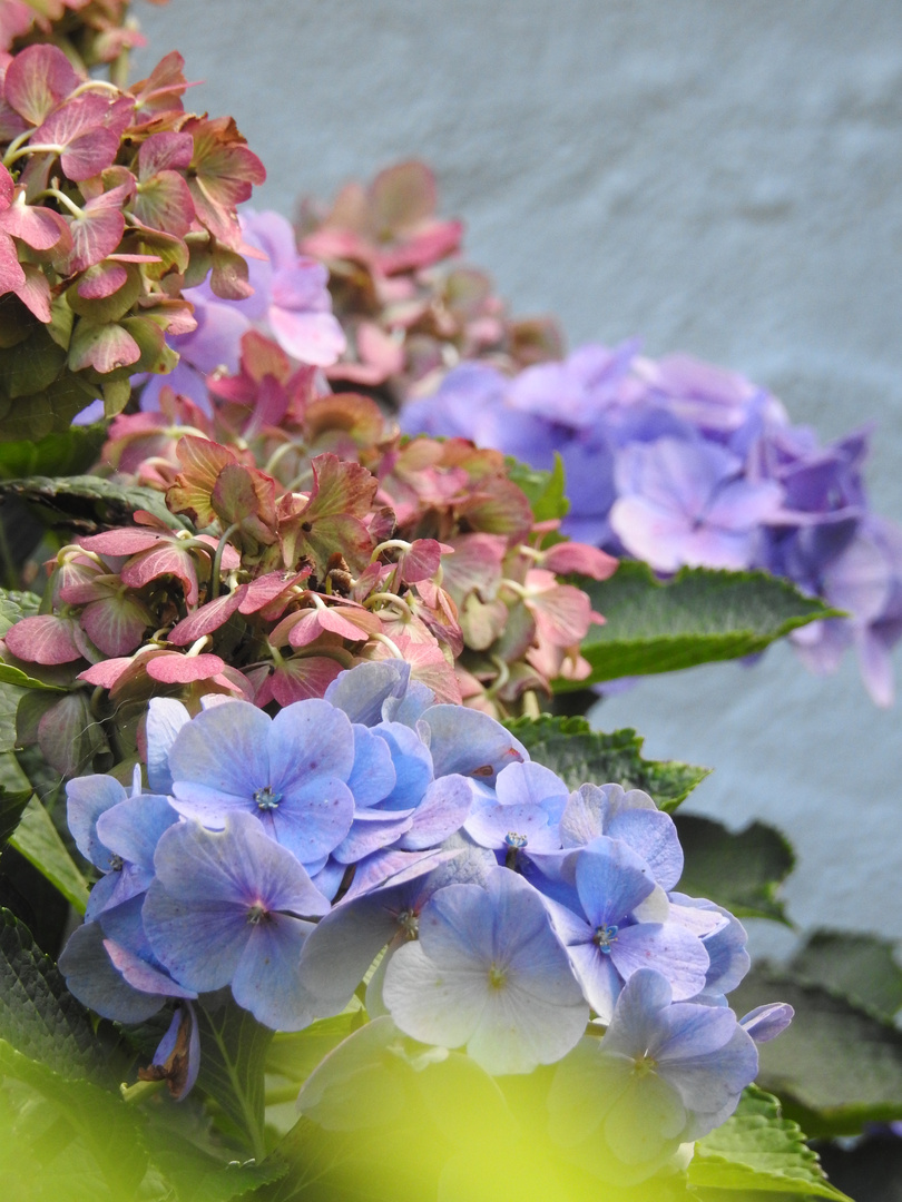 Hortensie