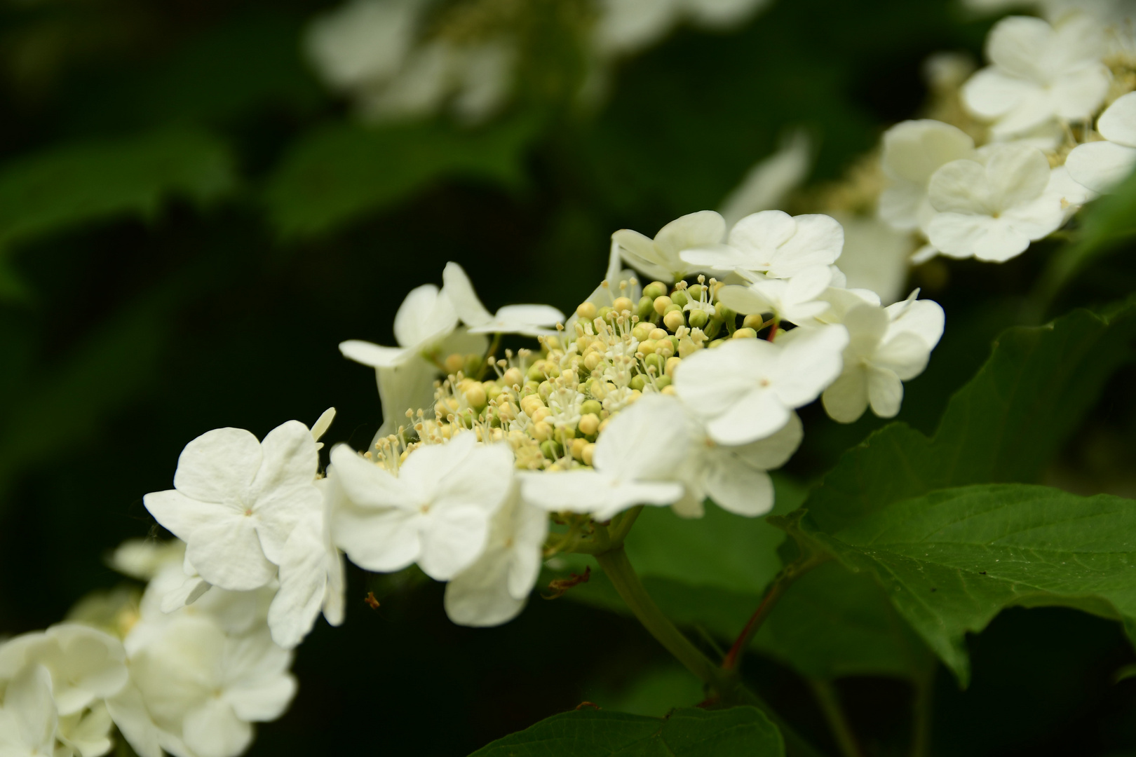 Hortensie 