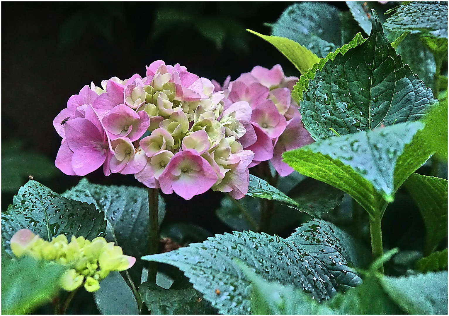 Hortensie