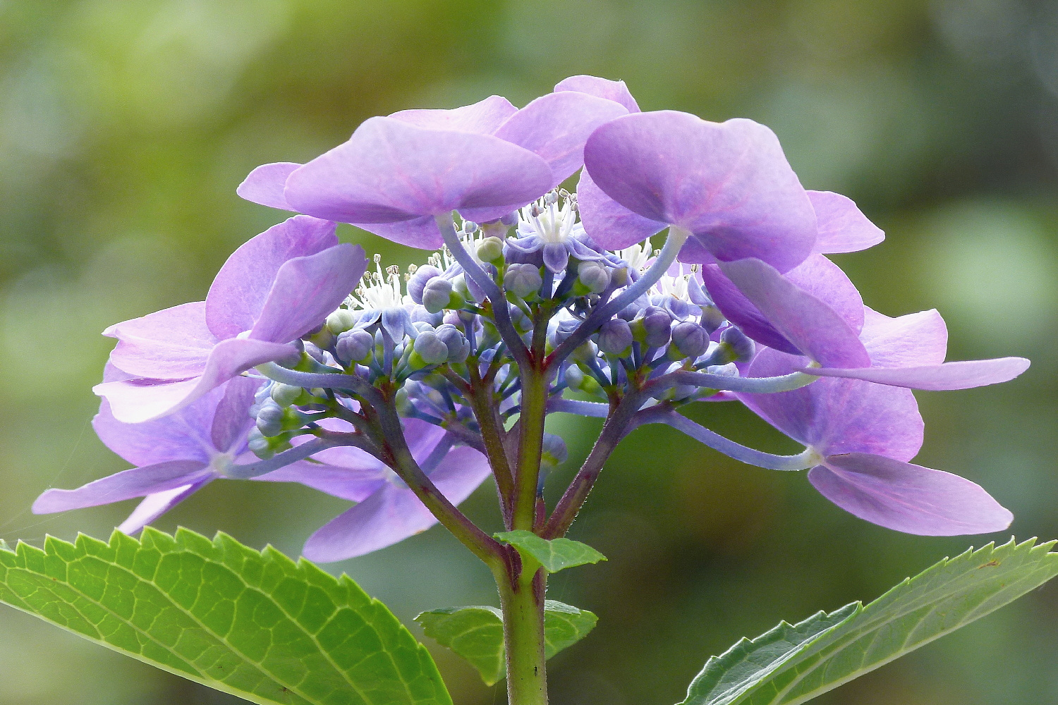 Hortensie