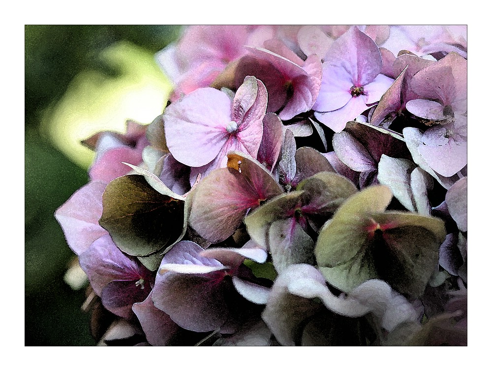 Hortensie einmal anders