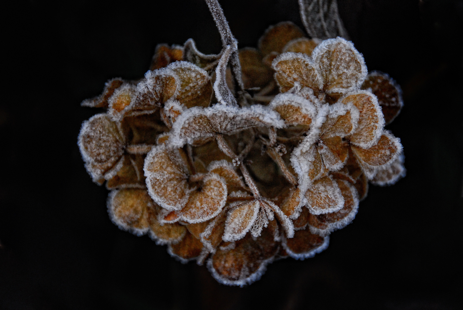 Hortensie - eisgekühlt