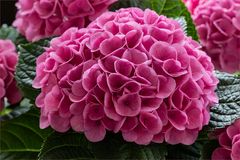 Hortensie "Endless summer"...