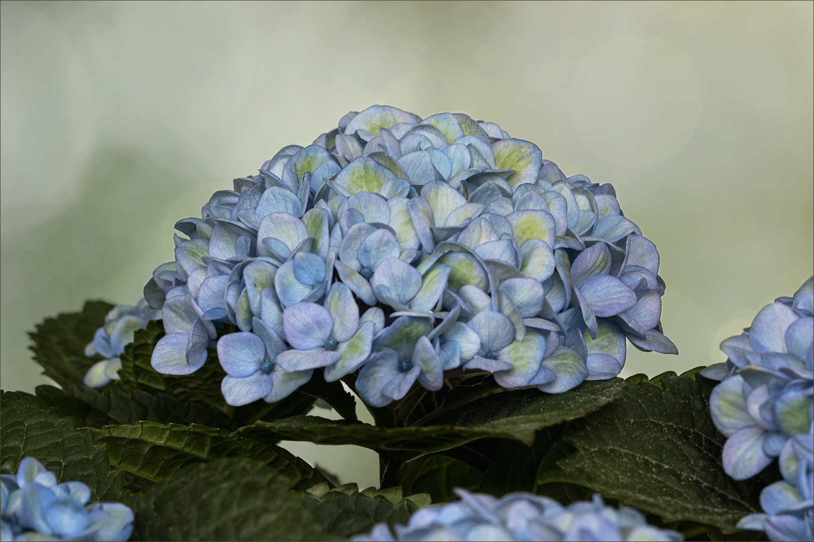 Hortensie "endless Summer..."