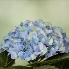 Hortensie 'Endless summer'....