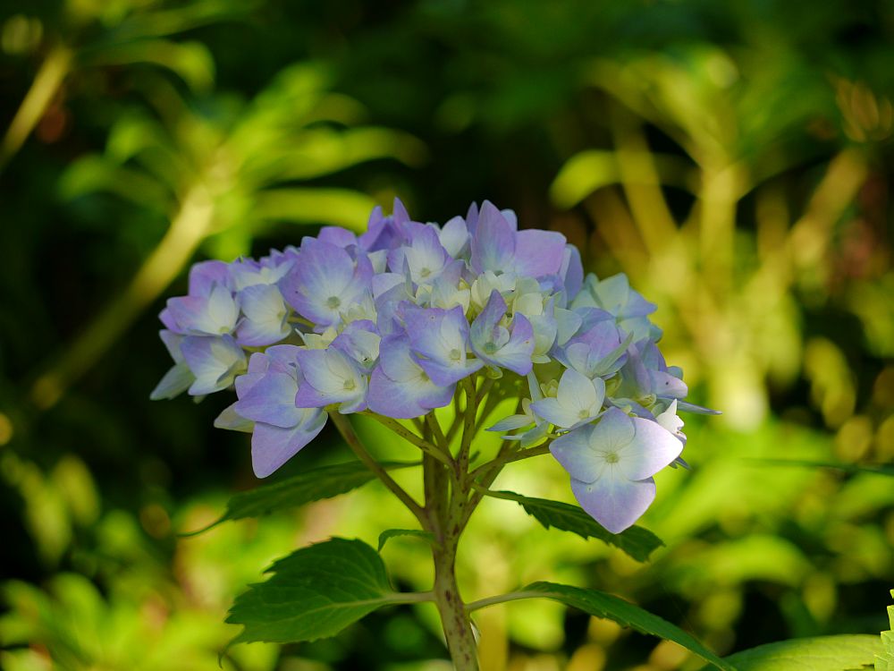 Hortensie Endless Summer