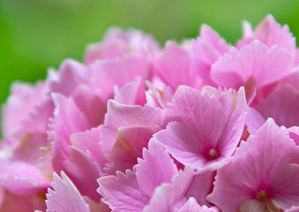 Hortensie