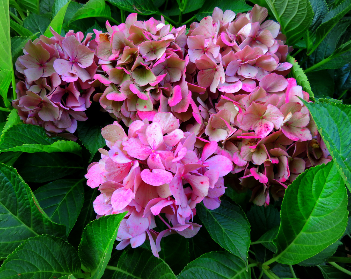 Hortensie.. Foto & Bild outdoor, natur, blume Bilder auf