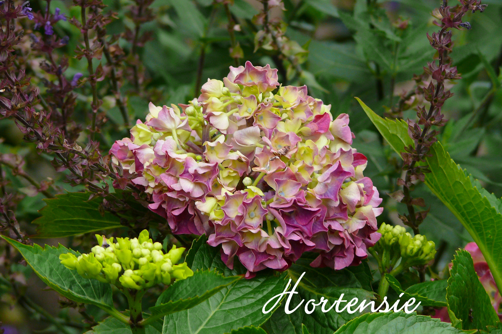 Hortensie