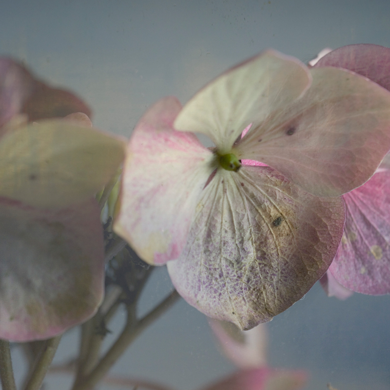 Hortensie