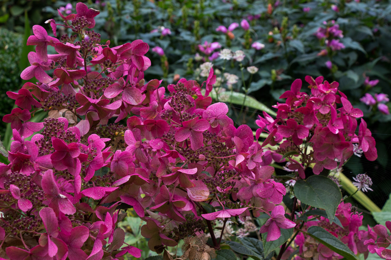 Hortensie