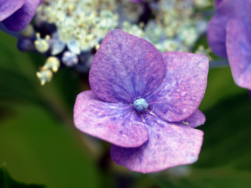 Hortensie