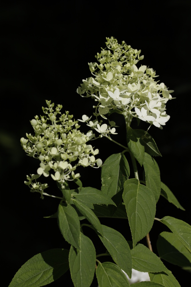 Hortensie