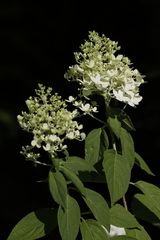 Hortensie