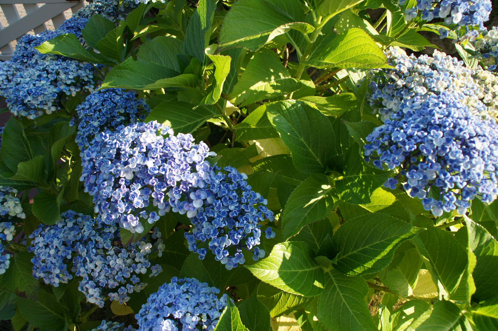 Hortensie