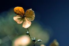 Hortensie