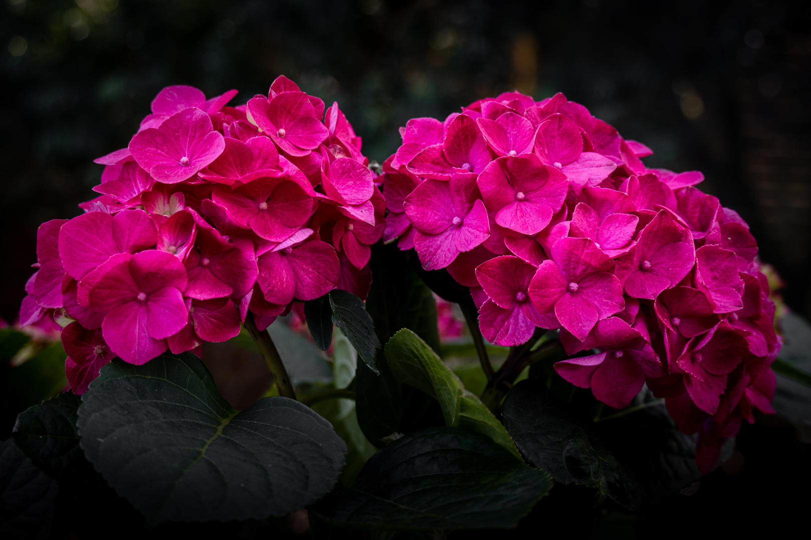 Hortensie