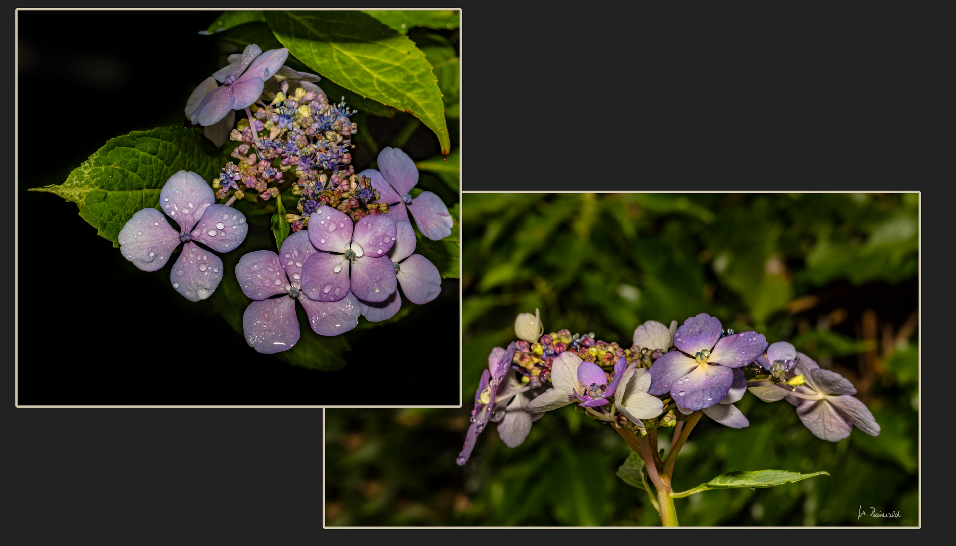 Hortensie