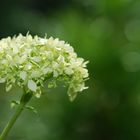 Hortensie