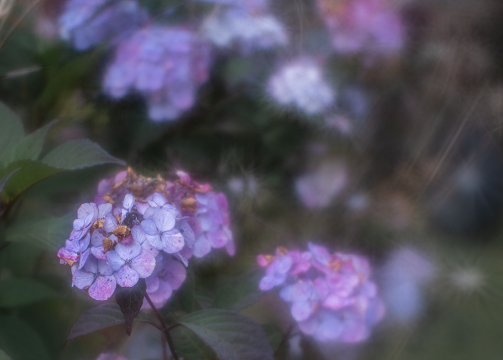 Hortensie