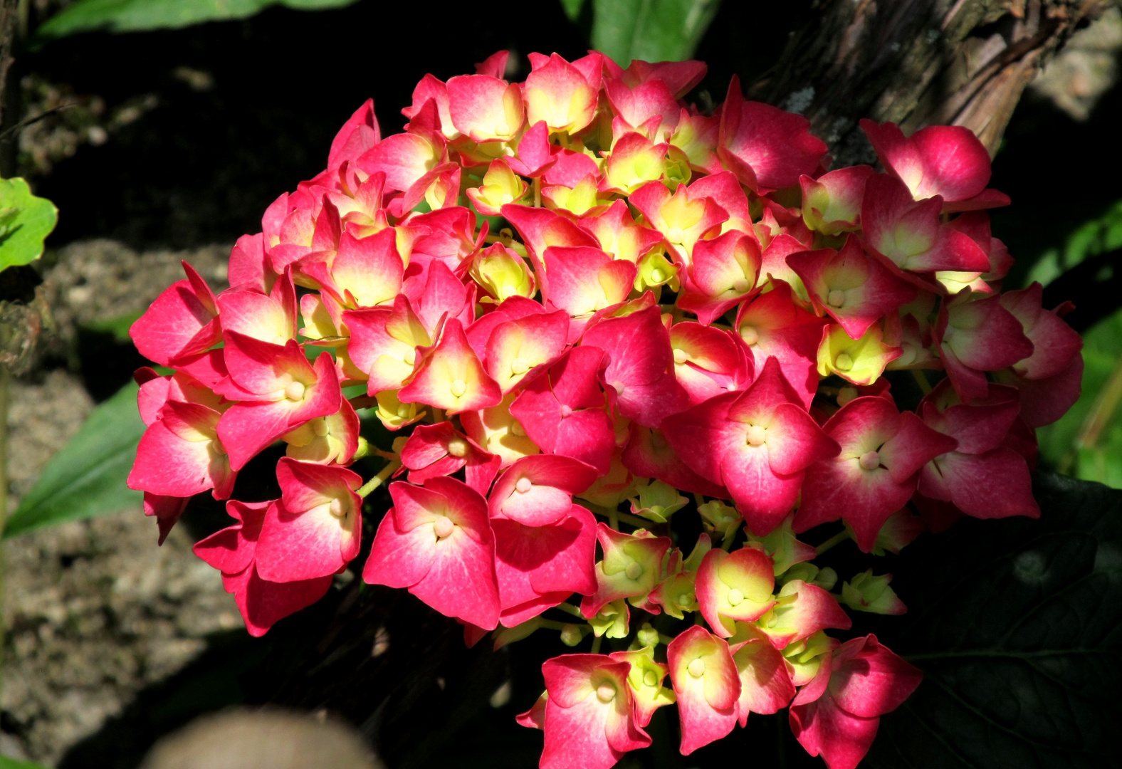 Hortensie 