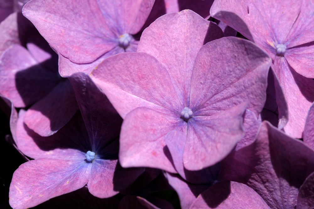 Hortensie