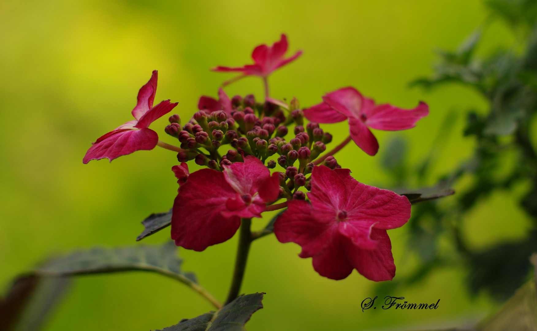 Hortensie