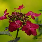 Hortensie