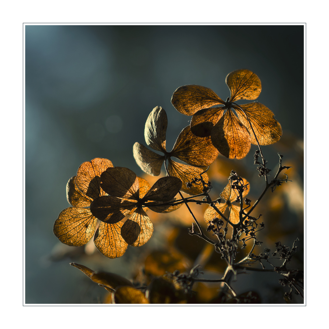 Hortensie