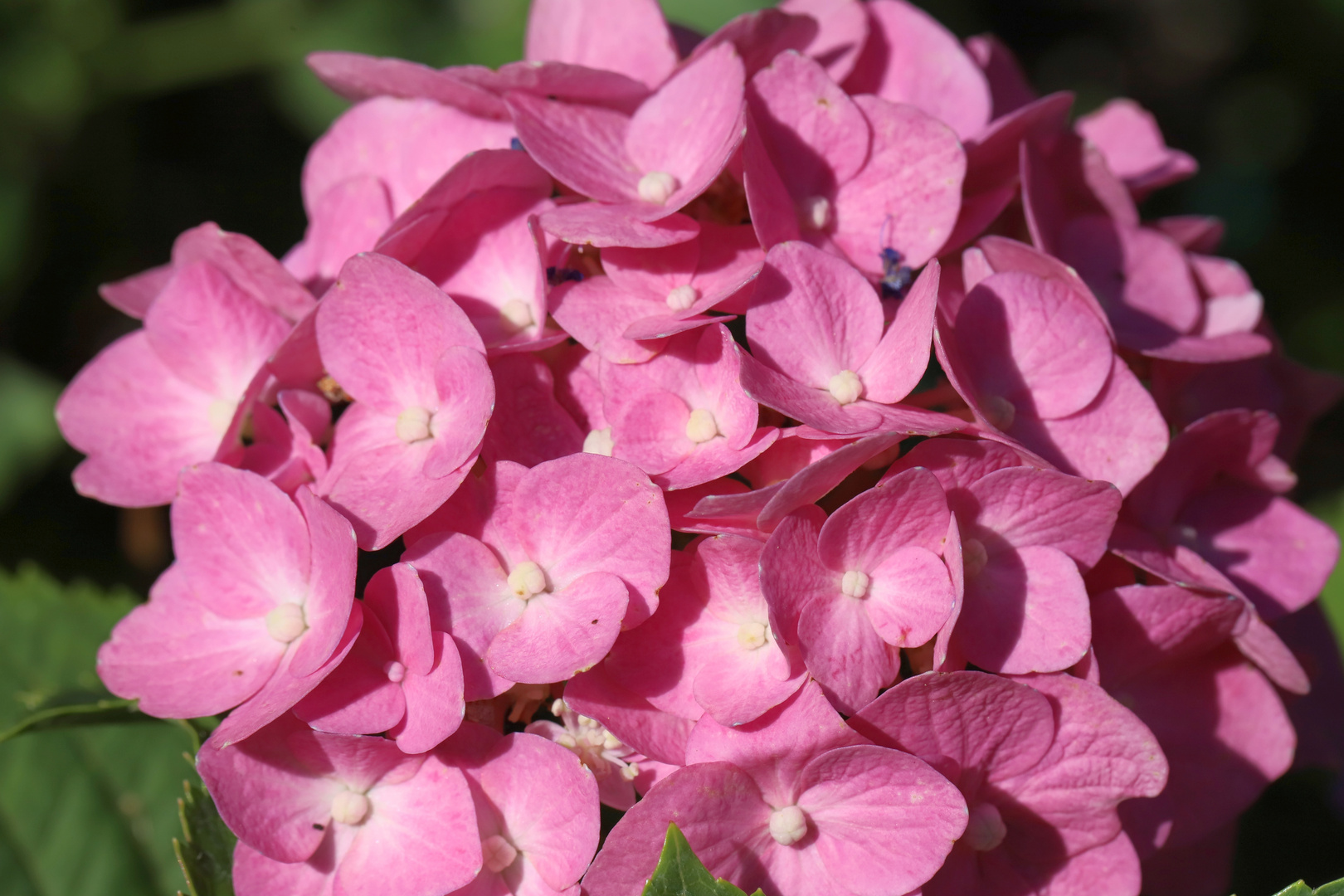 Hortensie