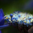 Hortensie