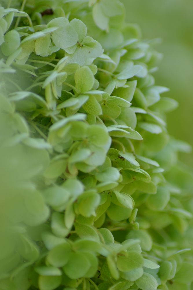 Hortensie grün