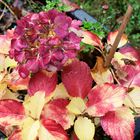 Hortensie herblich gekleidet