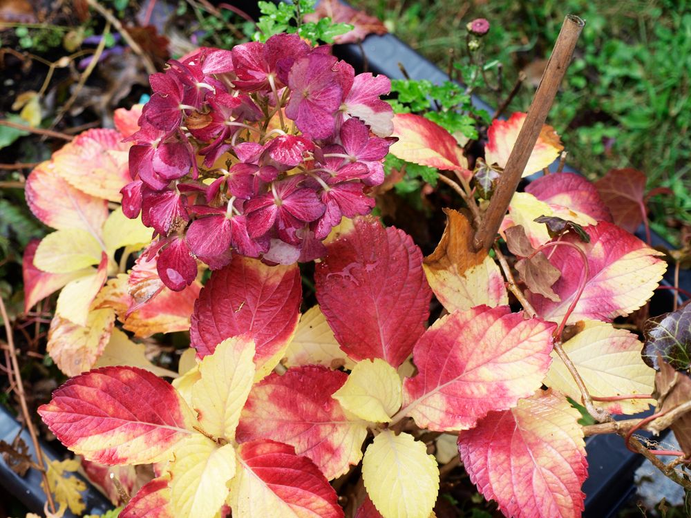 Hortensie herblich gekleidet