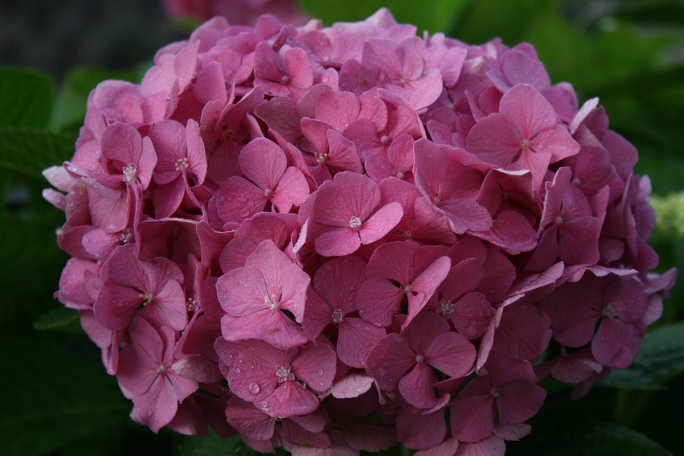 Hortensie , Hortensie ...