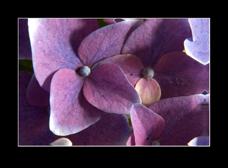 Hortensie (Hydrangea) (2)