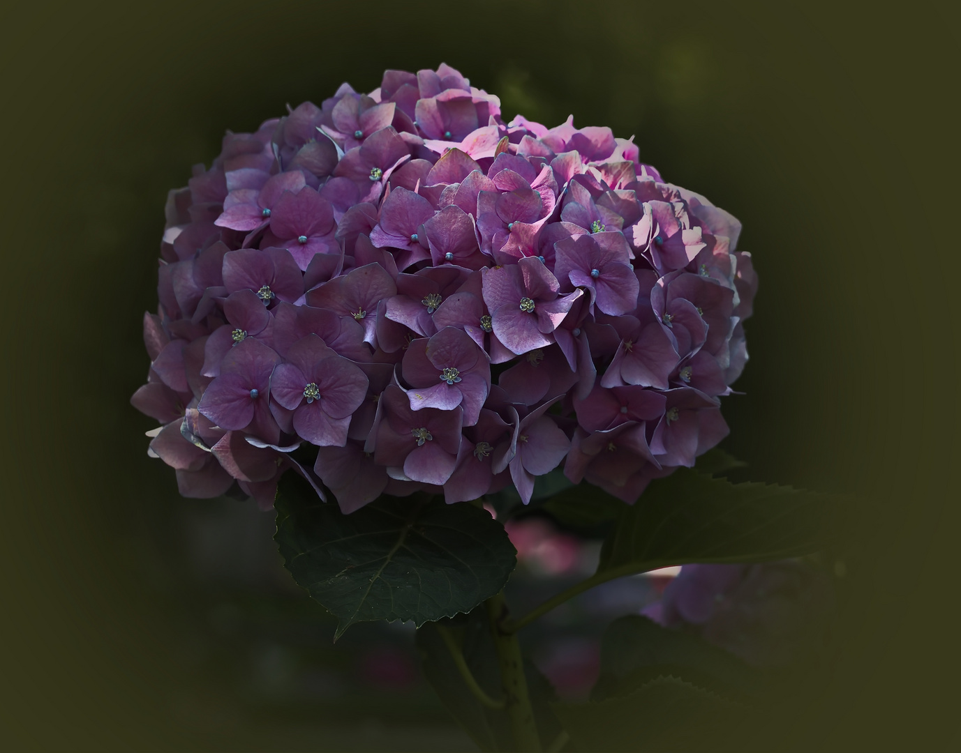 Hortensie (Hydrangea)