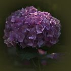 Hortensie (Hydrangea)