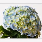 Hortensie - Hydrangea....