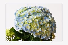 Hortensie - Hydrangea....