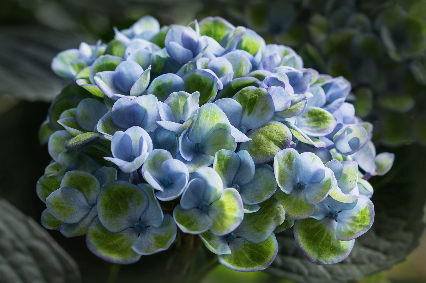 Hortensie - Hydrangea...