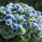 Hortensie - Hydrangea...