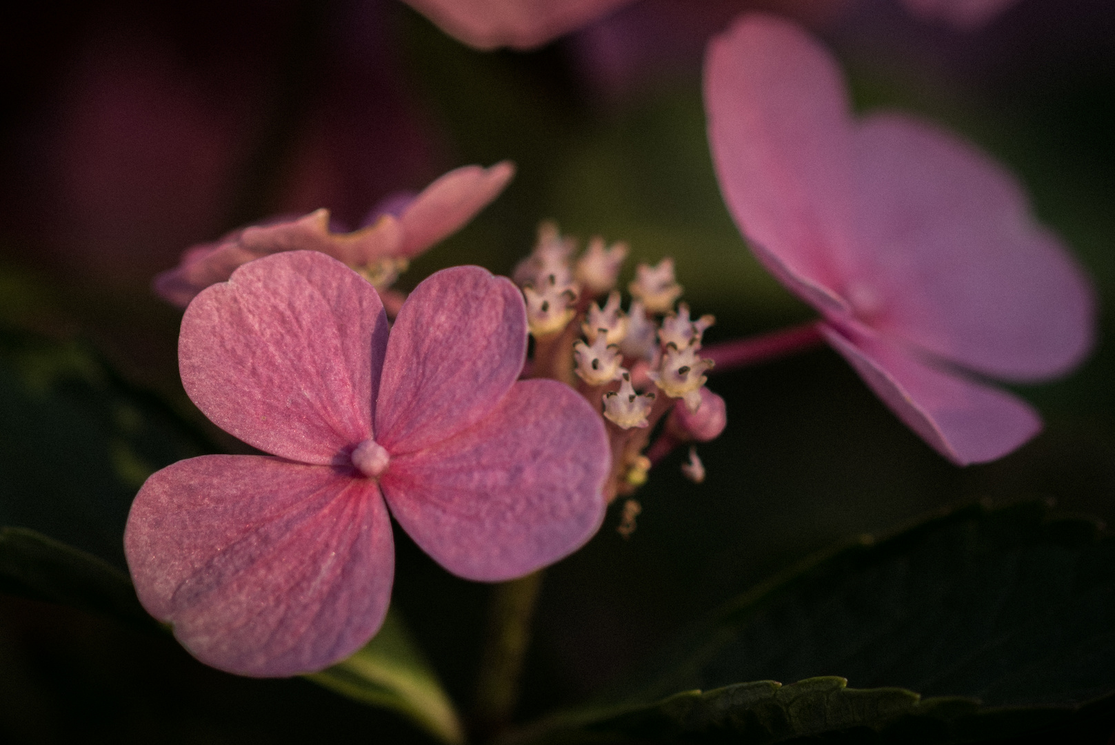 Hortensie, Hydrangea.