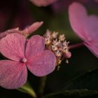 Hortensie, Hydrangea.