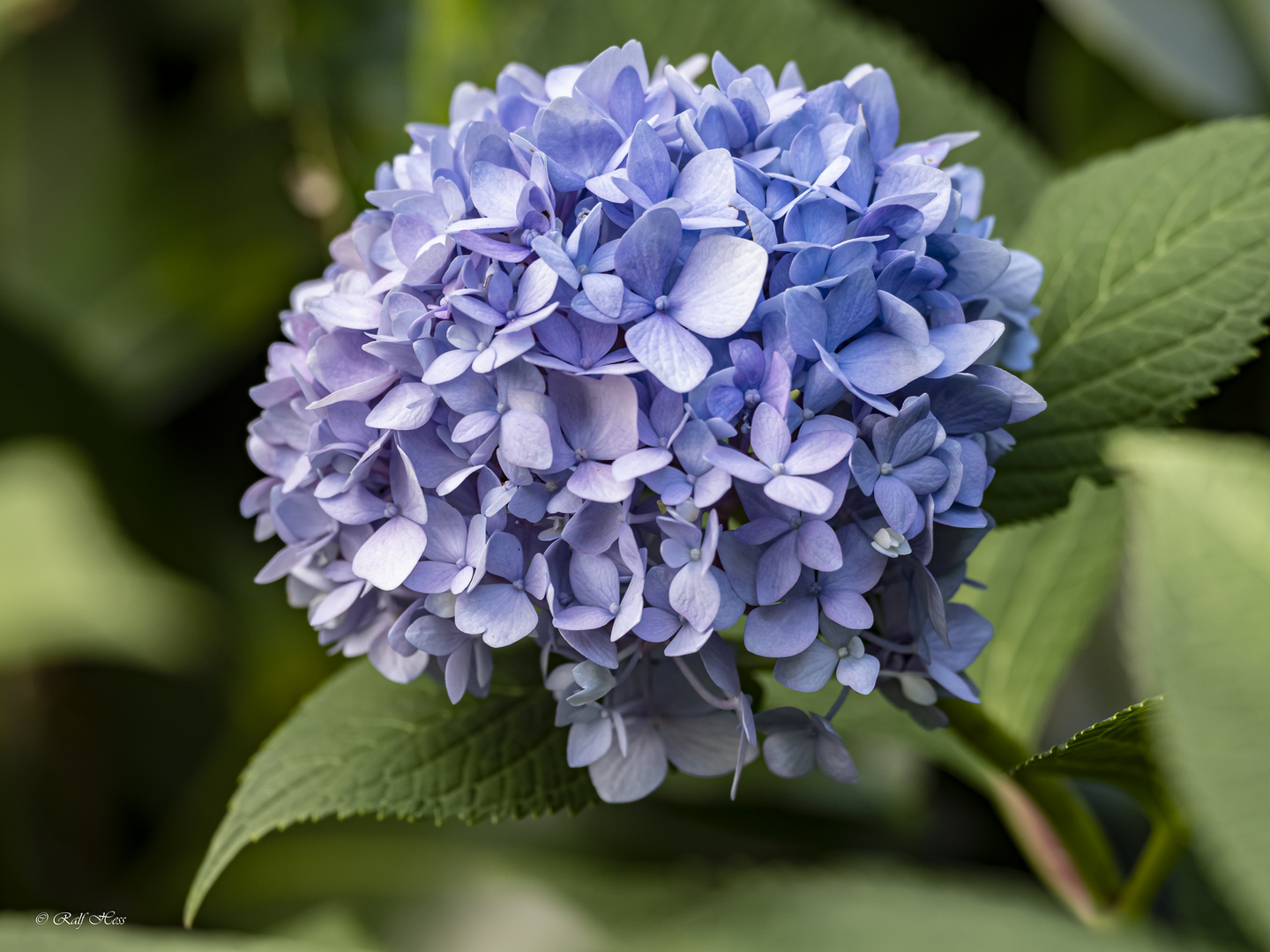 Hortensie Hydrangea macrophylla blau Foto & Bild natur, greifvögel