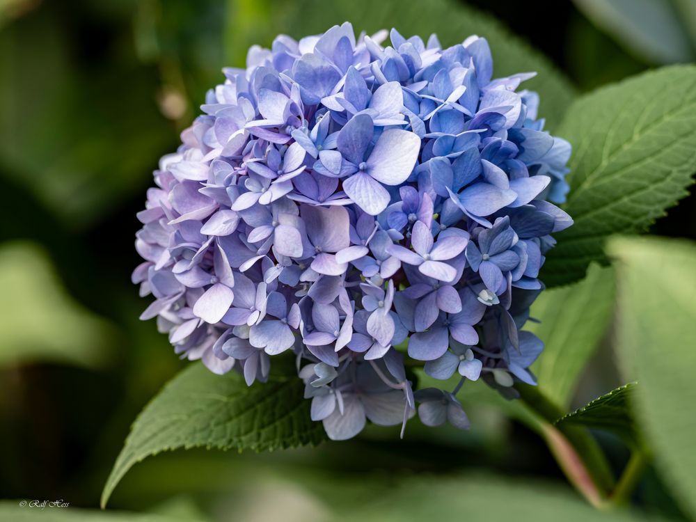 Hortensie Hydrangea macrophylla blau Foto & Bild natur, greifvögel