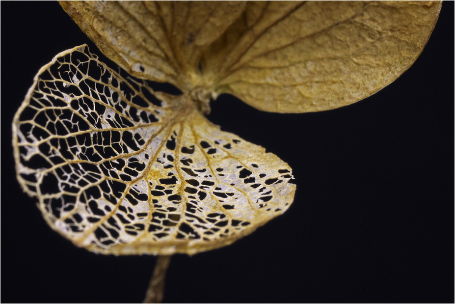 HORTENSIE I