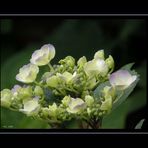 Hortensie I